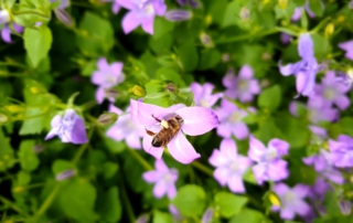 Bild zeigt eine Biene, die kopfüber in eine Blüte klettert, um Blütenstaub beziehungsweise Pollenkörnchen zu sammeln.