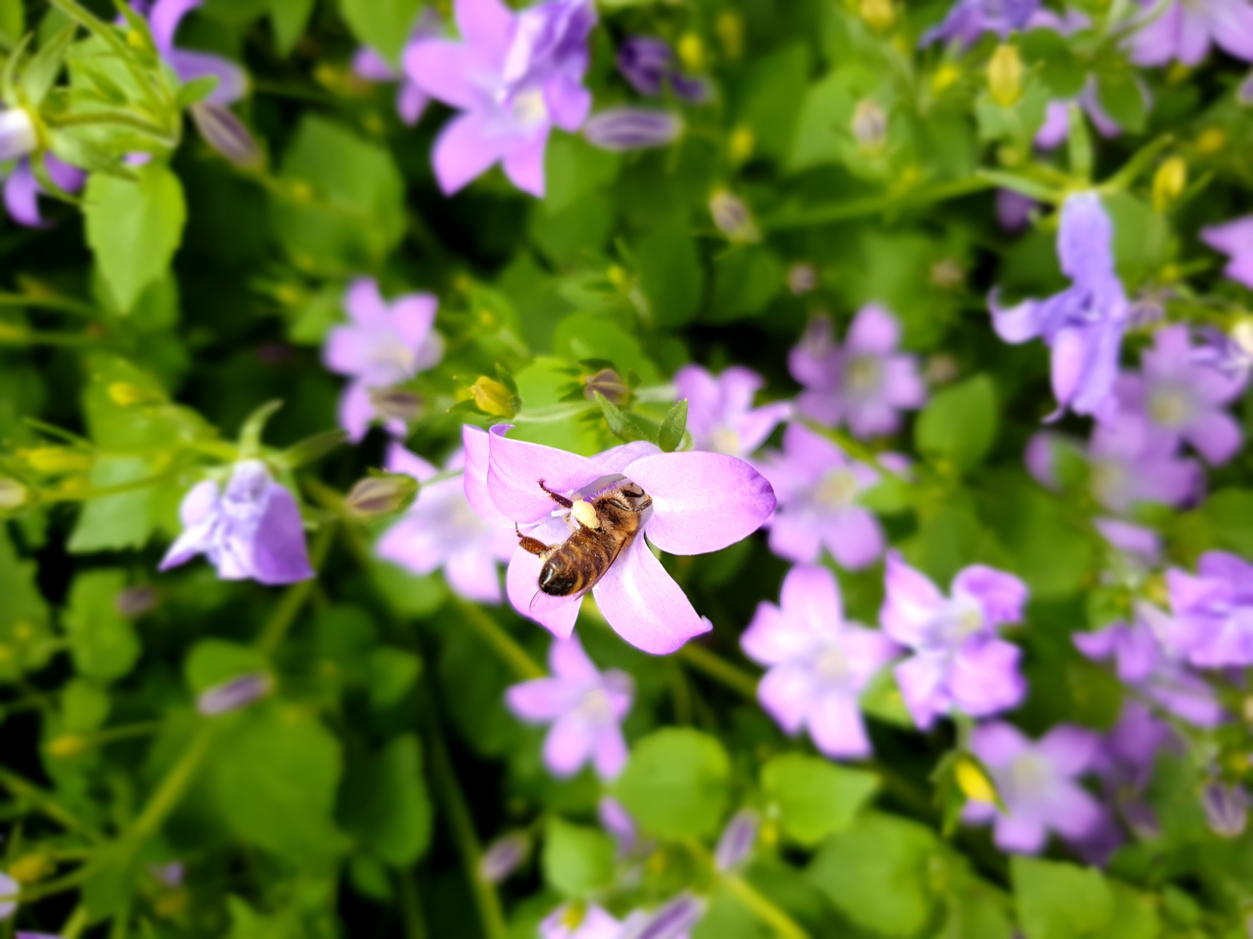 Bild zeigt eine Biene, die kopfüber in eine Blüte klettert, um Blütenstaub beziehungsweise Pollenkörnchen zu sammeln.