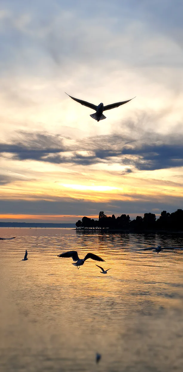 Bild zeigt mehrere Möwen am Abendhimmel, die im Sonnenuntergang über dem Bodensee durch die Luft fliegen.