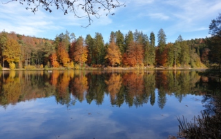 Bild zeigt einen bunten Herbstwald, der sich im Wasser eines Sees spiegelt.