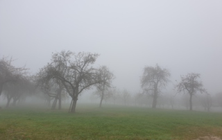 Bild zeigt Wiese mit Bäumen im Nebel
