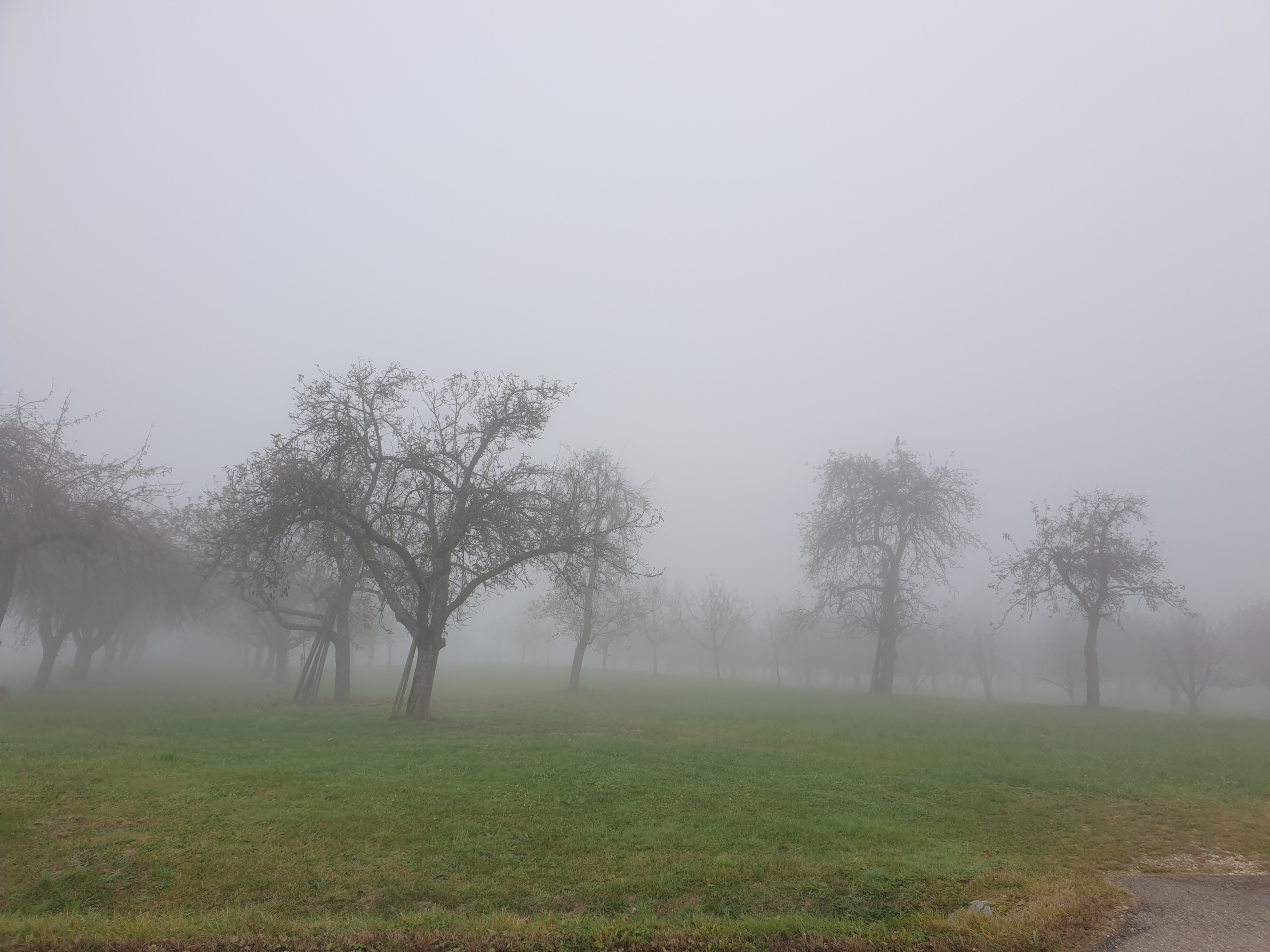Bild zeigt Wiese mit Bäumen im Nebel