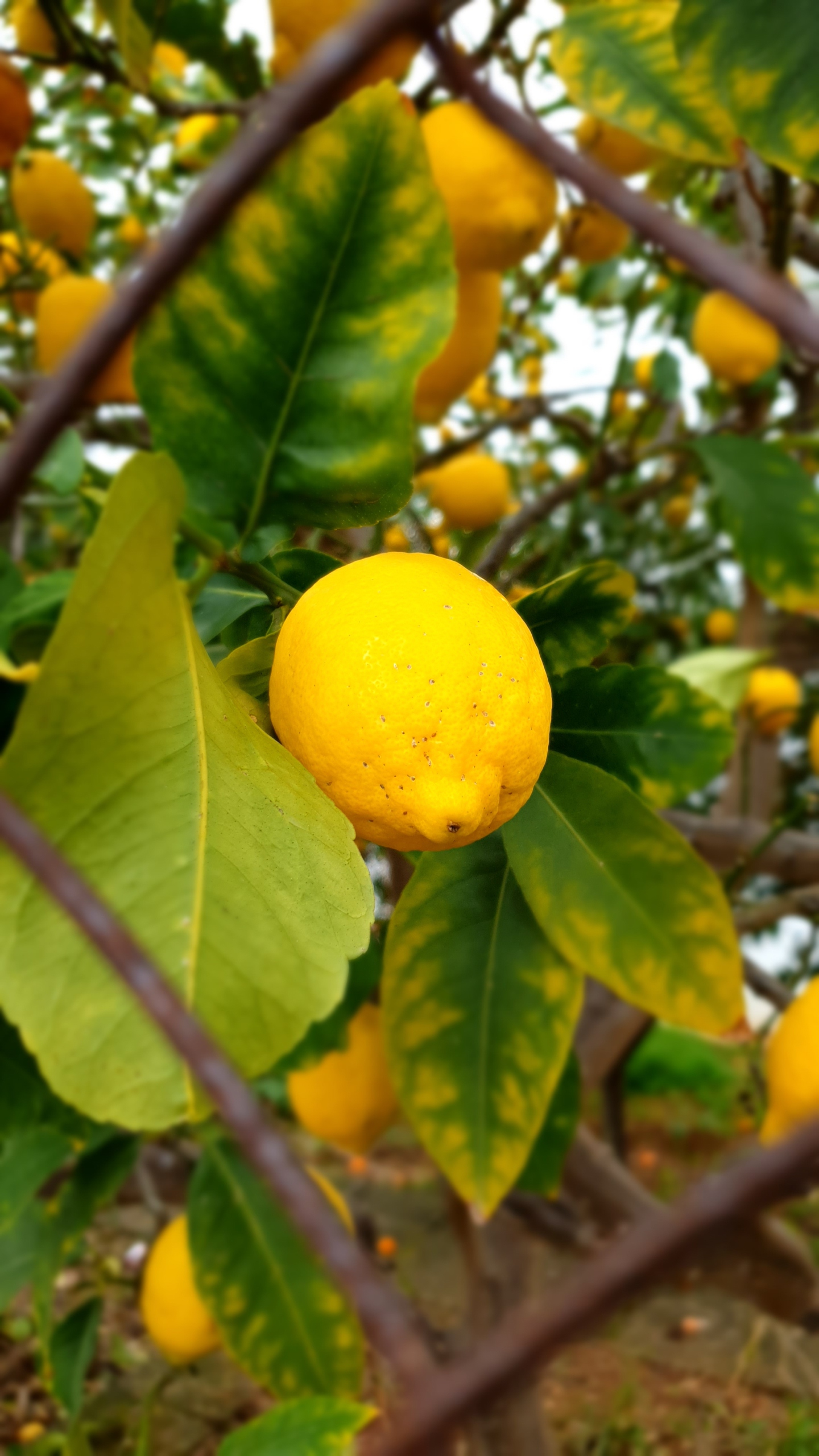 Bild zeigt eine gelbe Zitrone, die an einem Baum hängt, der hinter einem Zaun steht, in Großaufnahme.
