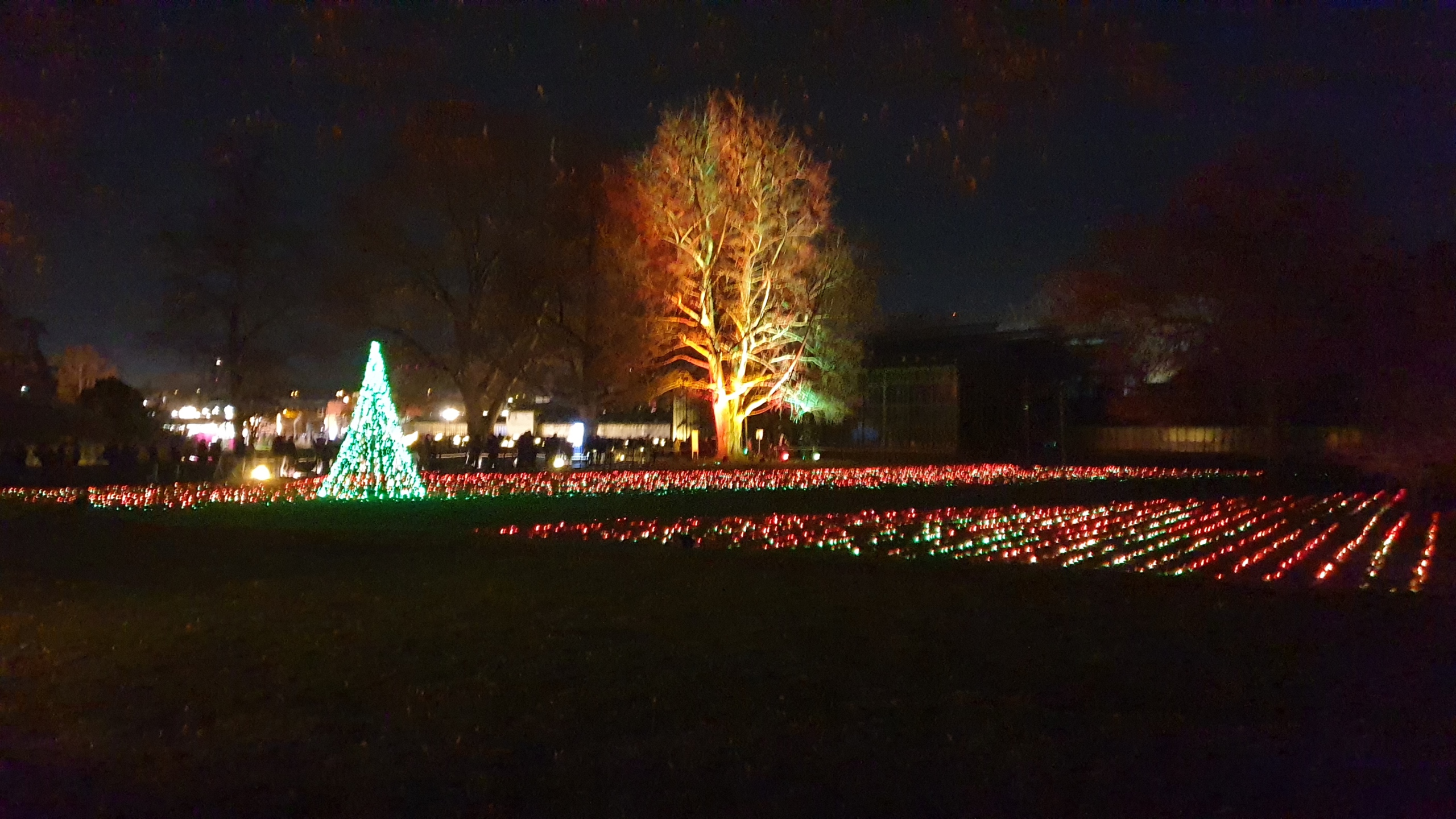 Bild zeigt eine weihnachtliche Illumination mit einem beleuchteten Baum, einem Lichtermeer auf einer Wiese und einem Weihnachtsbaum im Lichterglanz vom Christmas Garden in Stuttgart.